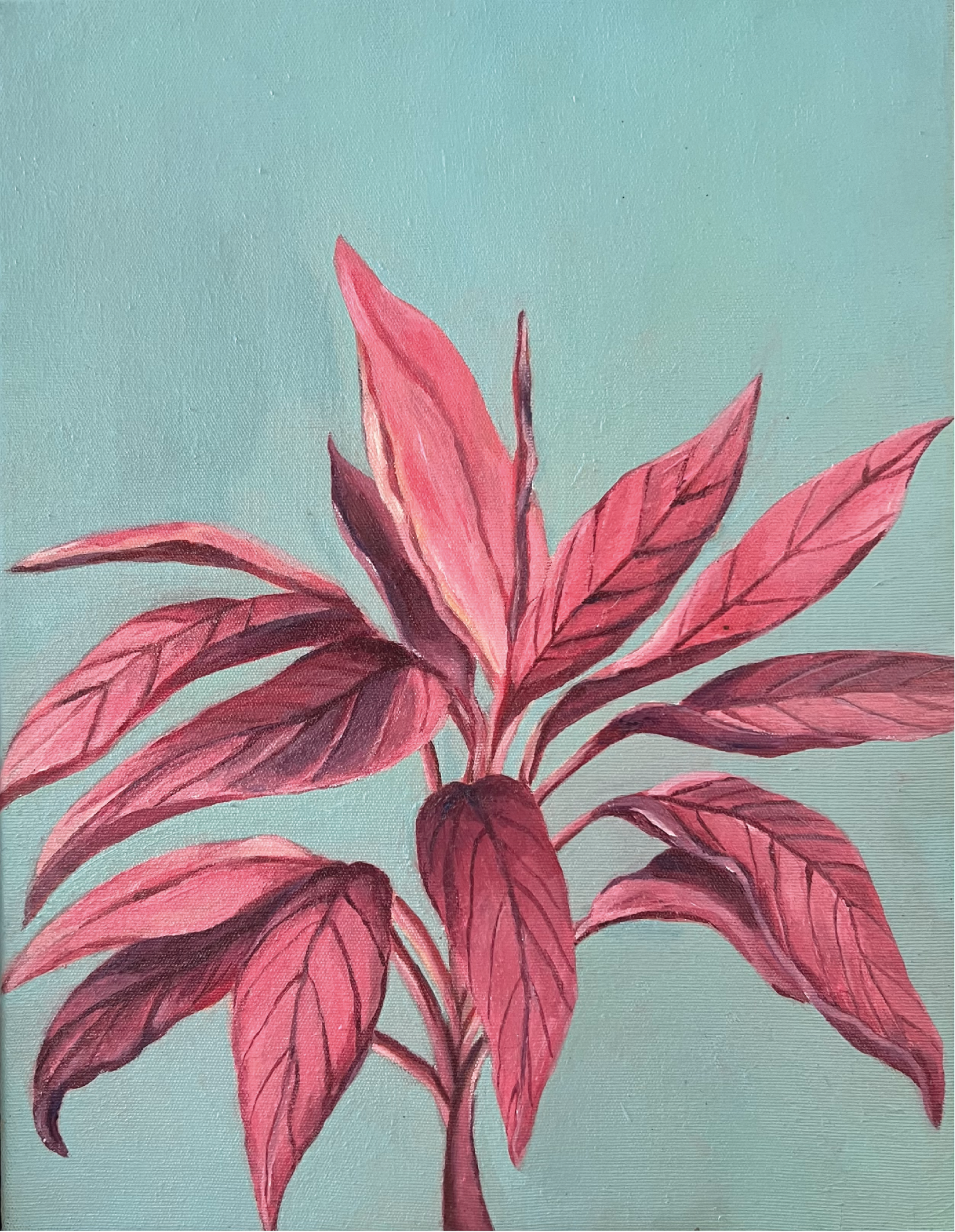 Dracena rosa 2017